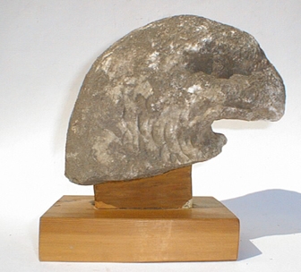 eagle head