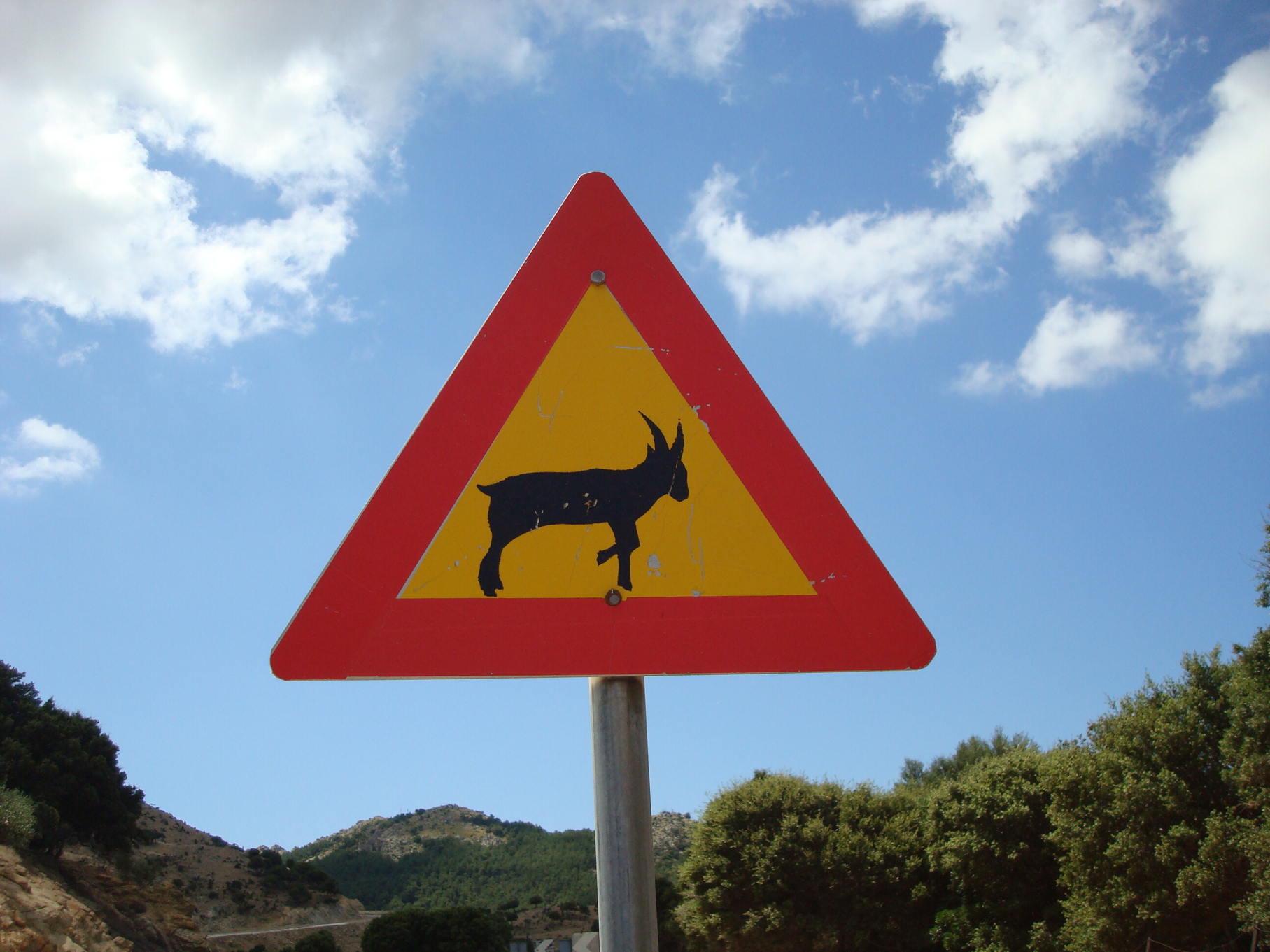 Octopi, Goats, and Bugs, Oh, My!