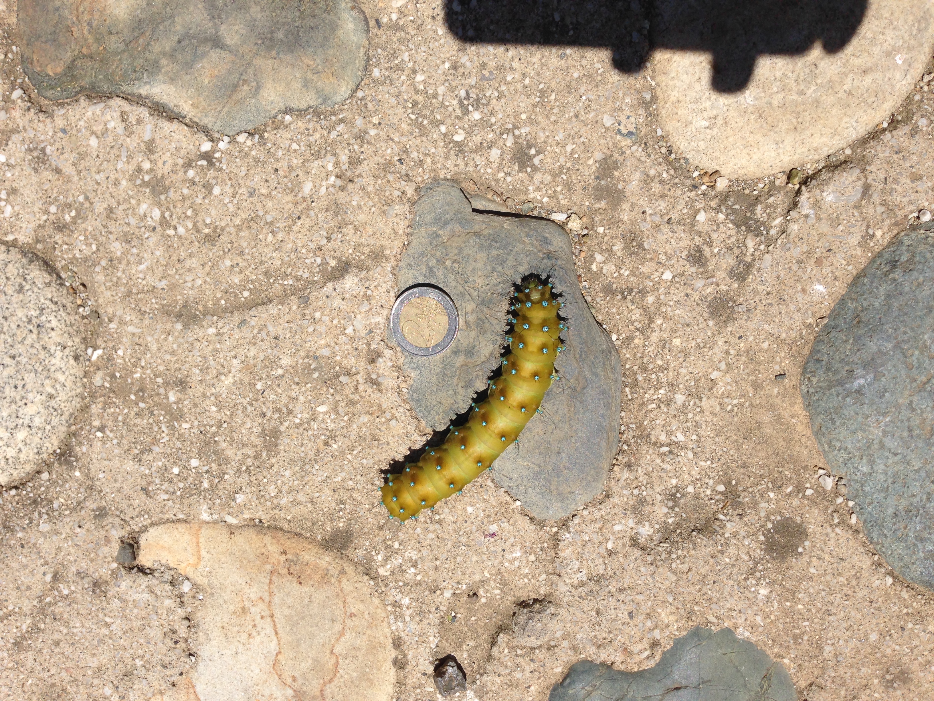 Our caterpillar dinner guest.